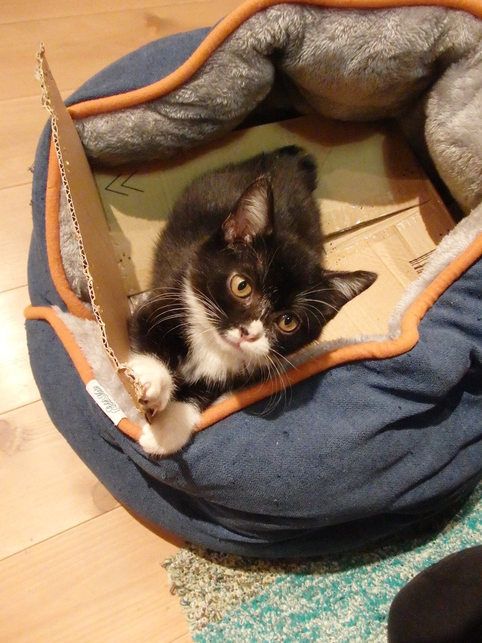 もんたの日常 これ見た人は子猫の成長した画像貼れ これ貼ればいいんでしょ もんたの日常 これ見た人は子猫の成長した画像貼れ これ貼ればいいんでしょ