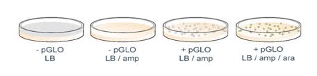 UnkHma's tweet photo. This week in lab... #106Week15LHF20 @UNKBiol106LH https://t.co/p1itMeI1x6