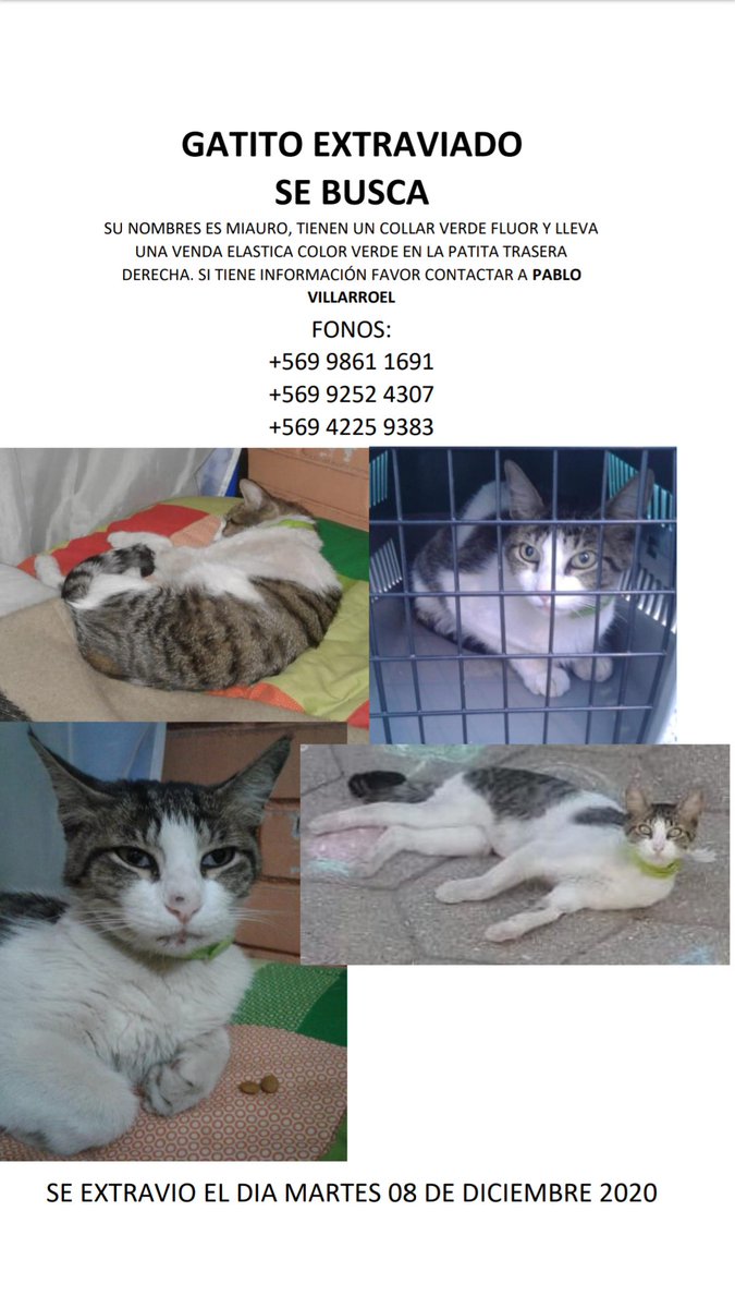 FranAbumohor's tweet photo. @clinicaveterinariaantupiren AQUÍ PIERDEN A SUS PACIENTES. Ayer mi gato #Miauro se encontraba en la #clinicaveterinariaantupiren  Peñalolén. Este tipo de negligencias no pueden seguir sucediendo.FAVOR DIFUNDIR PARA QUE A NADIE MÁS LE SUCEDA ESTA TERRIBLE SITUACIÓN. https://t.co/9wnxPZZSwr
