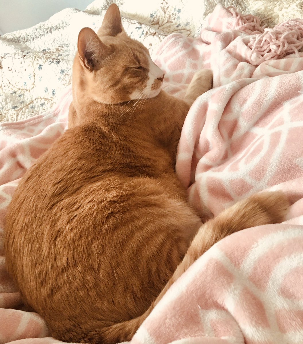 TinyBillyShow's tweet photo. I’m not sleeping in. I’m in training for #Caturday (you can make the bed later). #zenkitty https://t.co/vFEM93IZjk