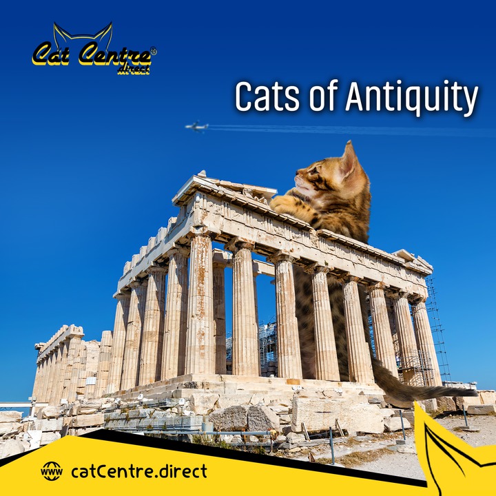 catcentre_bd's tweet photo. https://t.co/y0OKRj9svB

 😻 Cats of Antiquity https://t.co/ST6EJ20oJy