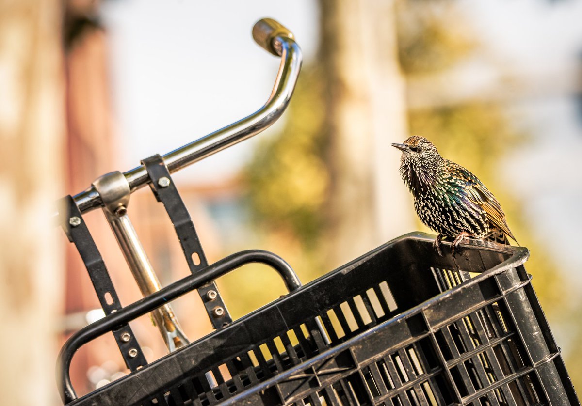 PhotogAdri's tweet photo. In #Amsterdam, Starlings will use your bike as a perch to sit and sing on. https://t.co/GObPaGqQx8