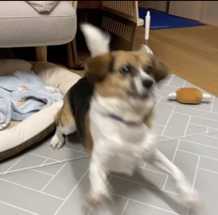 눈에서 다급함이 느껴진다..
간식을 재촉하는 보의 진심..
#입양 #평생가족구해요 #입양해주세요
