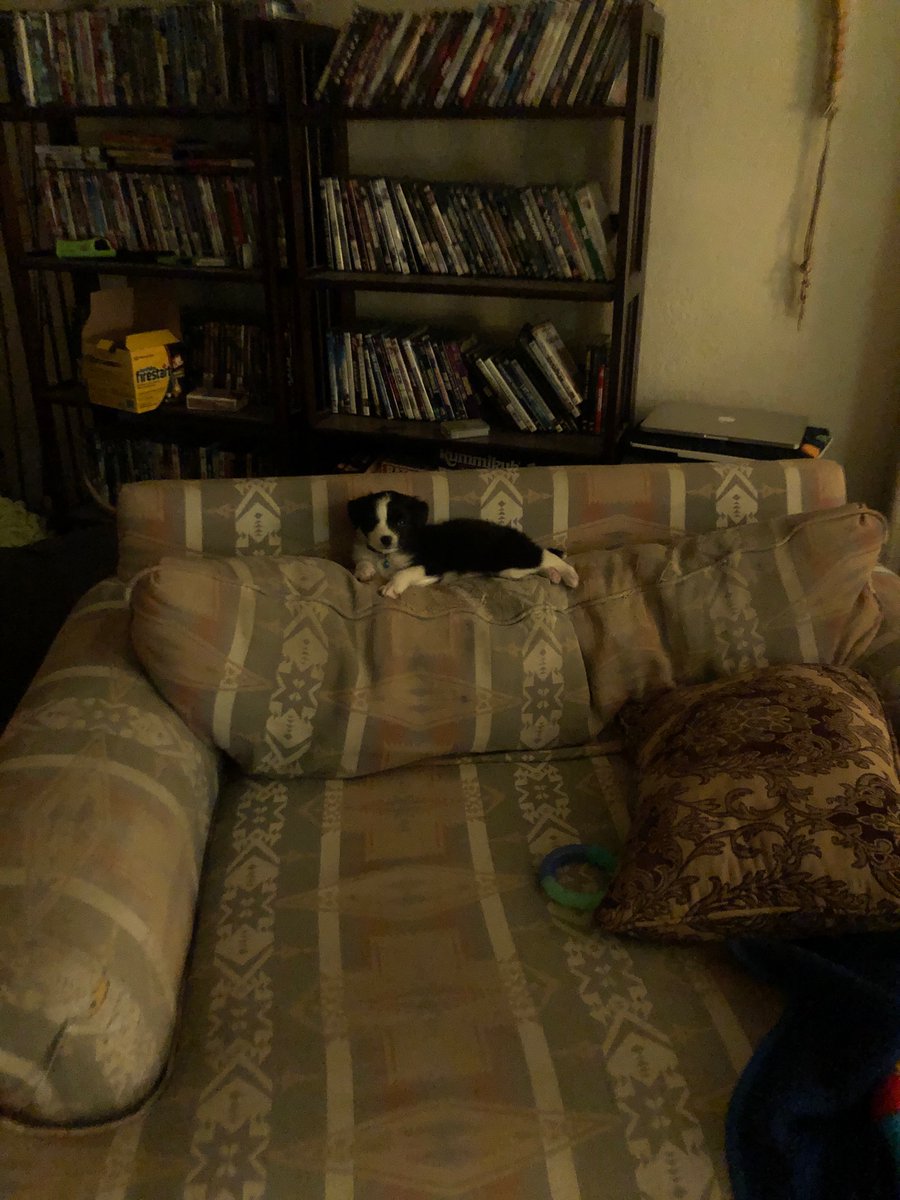 Welcome to the Sage a Day thread, where, by the request of  @yashwinacanter, I post a photo of the Tiniest Baby Sage comparing his smallness to household objects. Day 1: Sage v. Loveseat