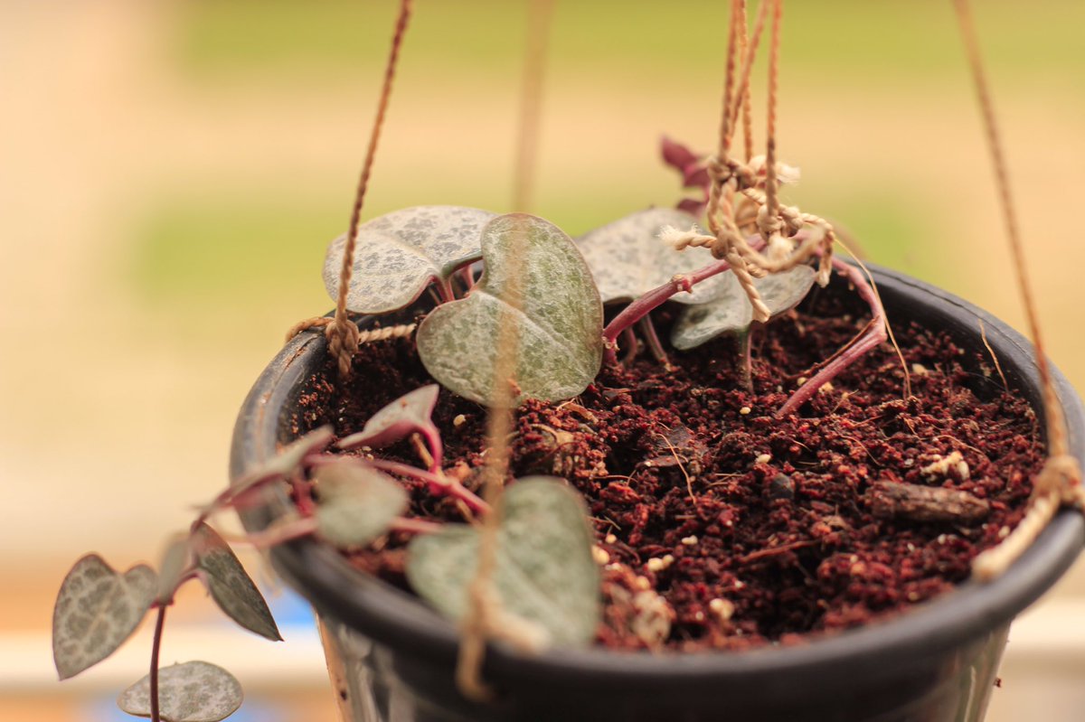 Our most gorgeous trailing succulent to add to any space. While it might be sometimes difficult to care for, once you get the hang of it , it is one of most tolerant houseplants. It loves to be in dry soil.
.

#stringofhearts #succulove #plantenabler #cheerstohouseplants