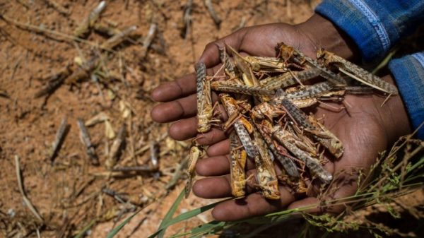 Having a locust swarm land on your farm is devastating. A black cloud of locusts just missed Graham Jacobs’s farm, and he is thanking his lucky stars, but staying vigilant. | @vslandbou @agriweskaap @Agri_EC @AgriSA1904 
wp.me/paJtrU-6yj?utm…