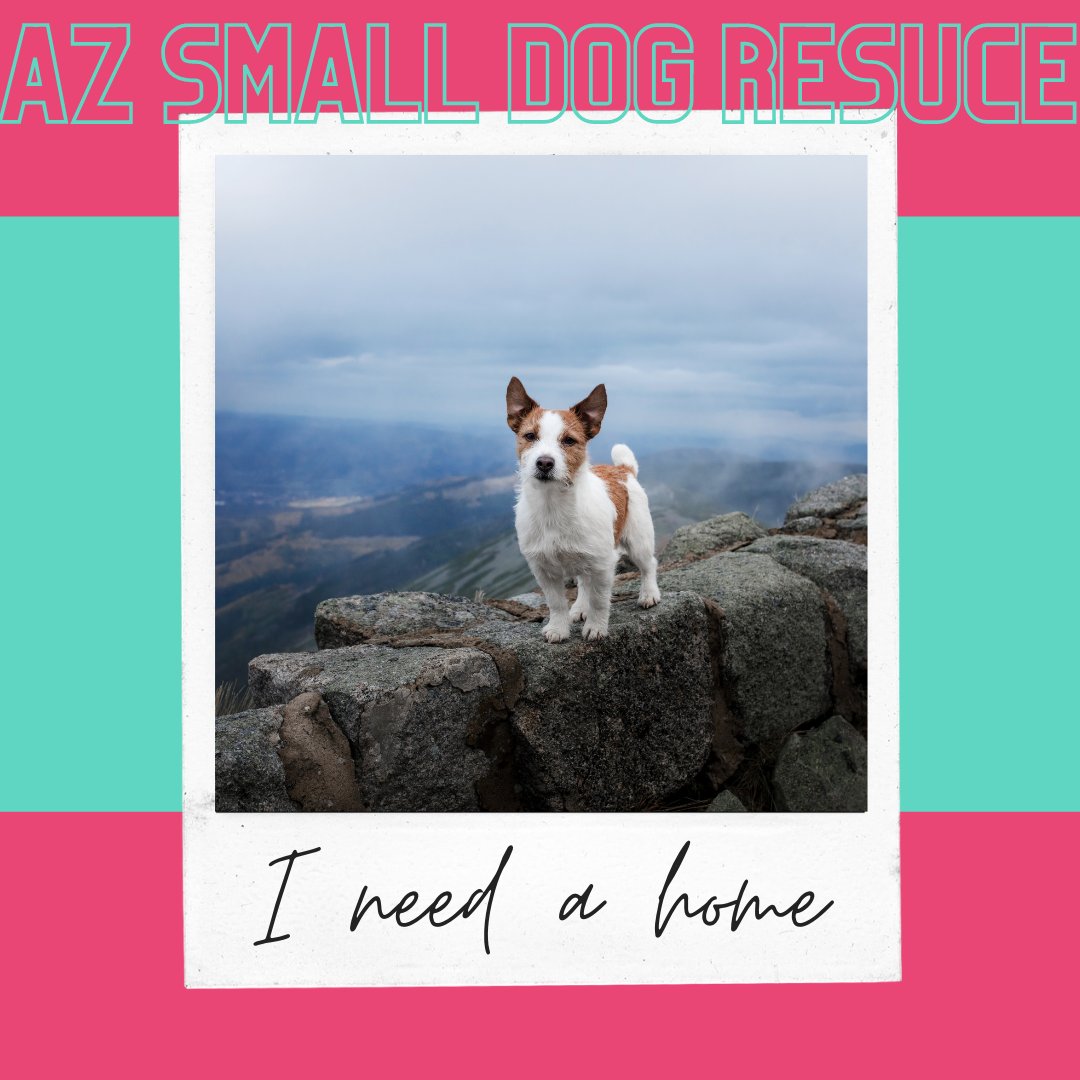 Arizona Small Dog Rescue (@AZSDRescue) / Twitter