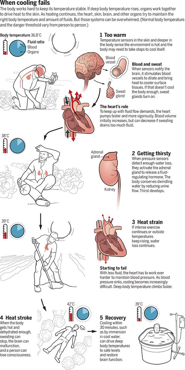 Nice graphic by <a href="/ScienceMagazine/">Science Magazine</a> on how #heat affects the human body in "Living with Heat" science.sciencemag.org/content/370/65…