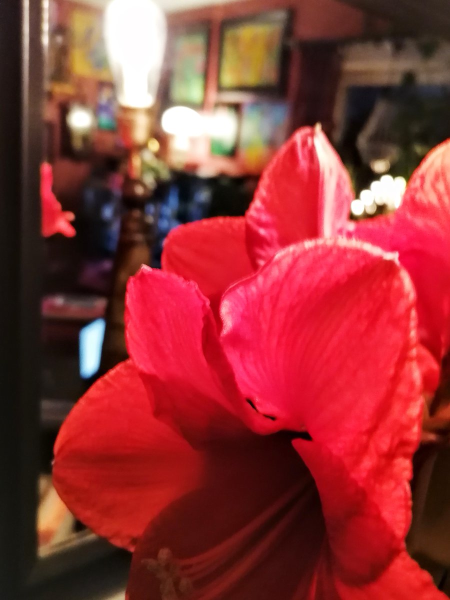 larssonzita's tweet photo. Day 8/ 24 of @murzemagazine Art for Advent 2020.....Bulb´s Two of a kind ....They light up any room
(Amaryllis bulb and light bulb)
@Murze #Artforadvent #AFA2020 https://t.co/qkYCU93bIF #murze #artforadvent #Rosita https://t.co/jJq5A5ut5f
