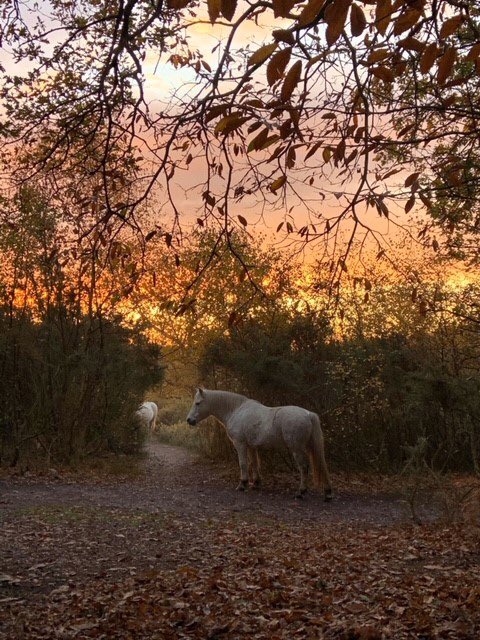 CountryHolt's tweet photo. We had some cracking entries for our photo comp in November. Find out the winner over on our Facebook page at 6pm tonight. Entries for December are now being taken and the theme this month is Family 🥰 #hcpphotocomp #northnorfolk https://t.co/qVotCHEozA