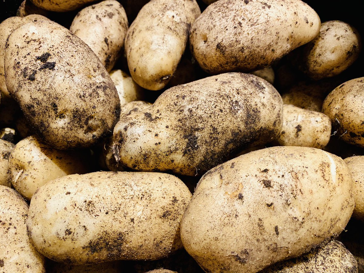 michael_regen's tweet photo. Harvested these from the #garden a couple weeks ago. The power of #easoilactivator !

#potato #potatoes #gardening #soilhealth #livingsoil  #food  #sustainability  #environment #regenerative #regenerativefarming 
 #organic #microbial https://t.co/r93twh1aqV
