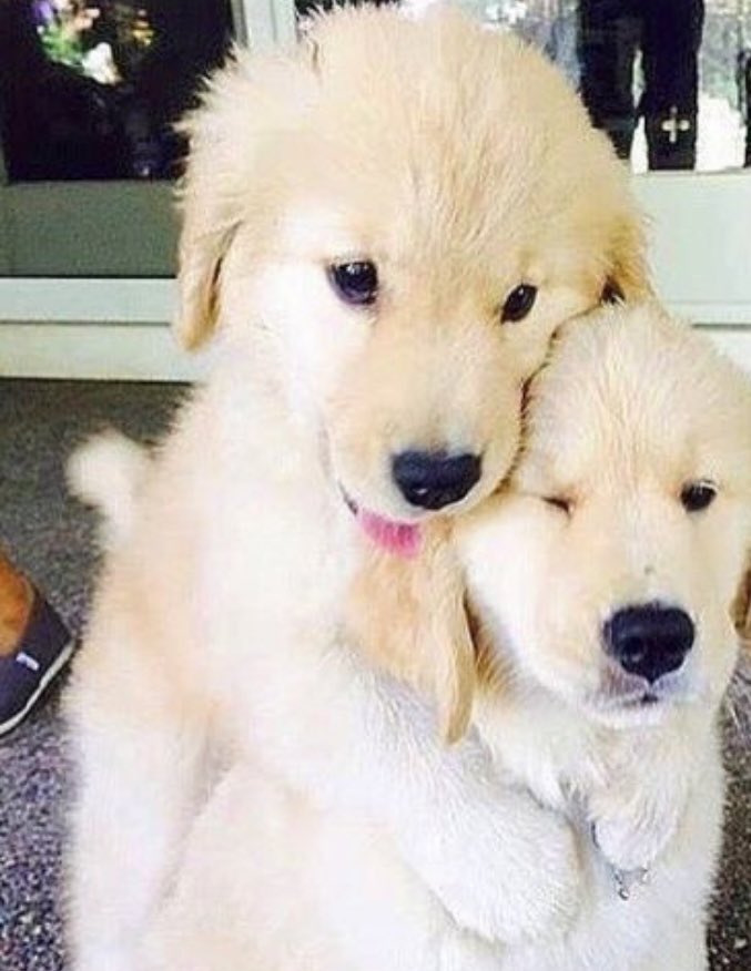 harry styles as puppies; a thread 