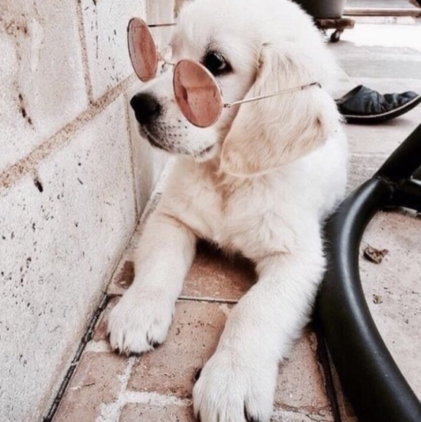 harry styles as puppies; a thread 