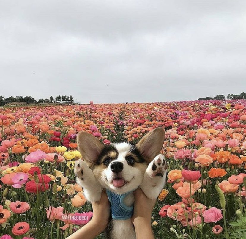 harry styles as puppies; a thread 