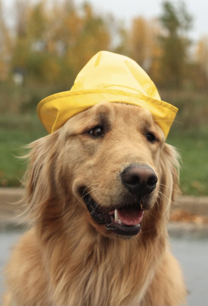 harry styles as puppies; a thread 