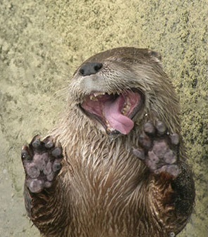 benedict cumberbatch as otters: a necessary thread https://t.co/Shr9FFf5Ny