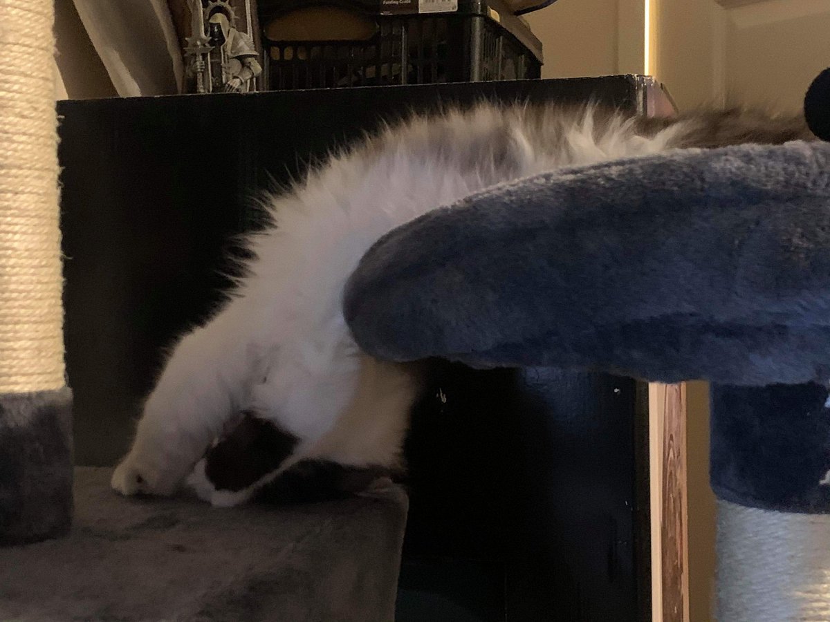 codexcompliant's tweet photo. Archie seems to have melted... #meltedcat #cat #kitty #archaon #archie #warhammercommunity #thehobbyroom https://t.co/B39LaleqWN