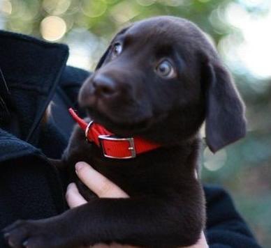 harry styles as puppies; a thread 