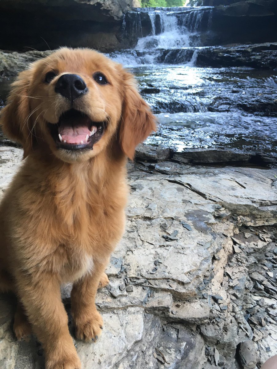 harry styles as puppies; a thread 