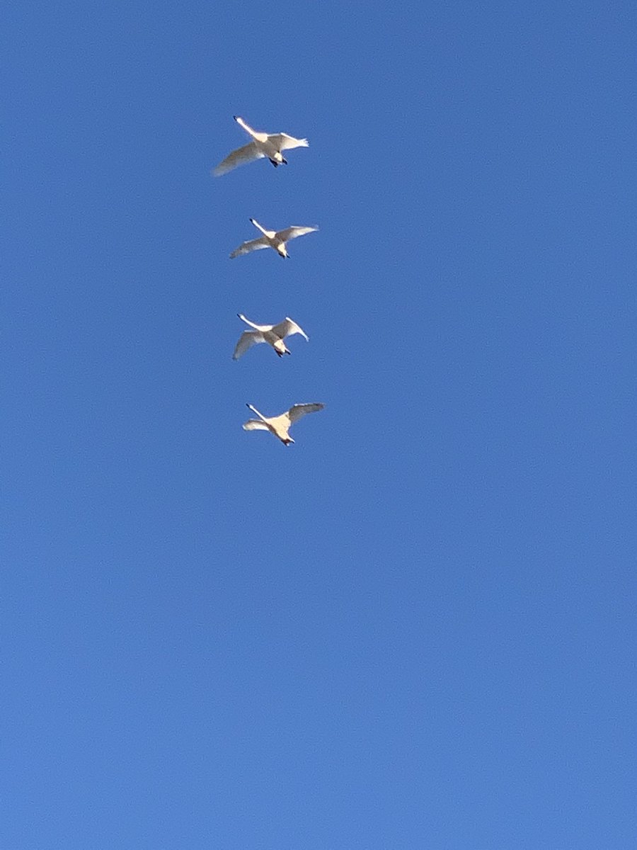 AnneWilkie52's tweet photo. When the geese line up perfectly & then pose while you quickly take a picture. ๐ธ๐
Have a great day yโall. โบ๏ธ
#yyc
#BowRiverWalk
#SnowGeese
#Synchronized https://t.co/MvwDhyt3yo