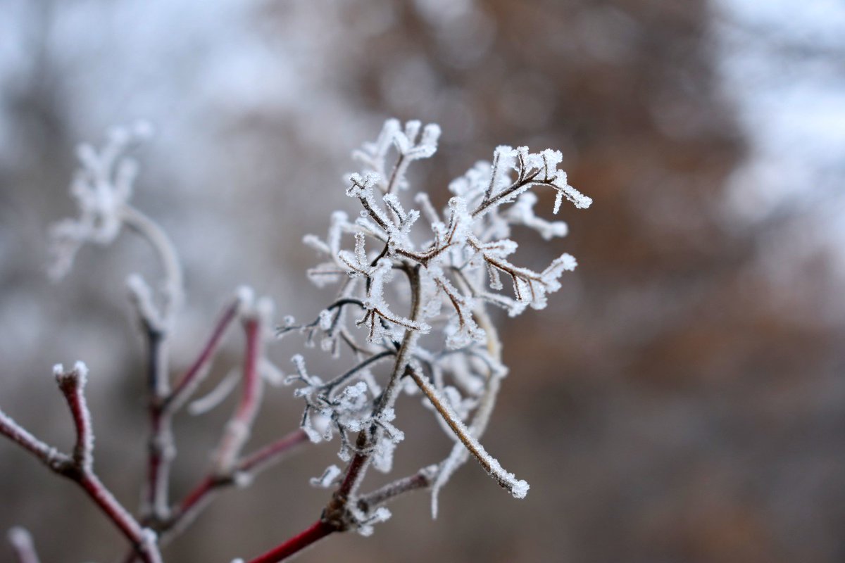 More frost art on the trees

#photo #photography #amateurphotography #amateurphoto #nikon #nikonphotography #nature #naturephotography #trees #frost #frostart #cold #notreadyforwinter #photooftheday #picoftheday