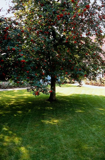 We weten het wel maar toch: Bomen leveren leefomgeving, voedsel en bescherming voor planten en dieren, en verbeteren de biodiversiteit in het stedelijk gebied.