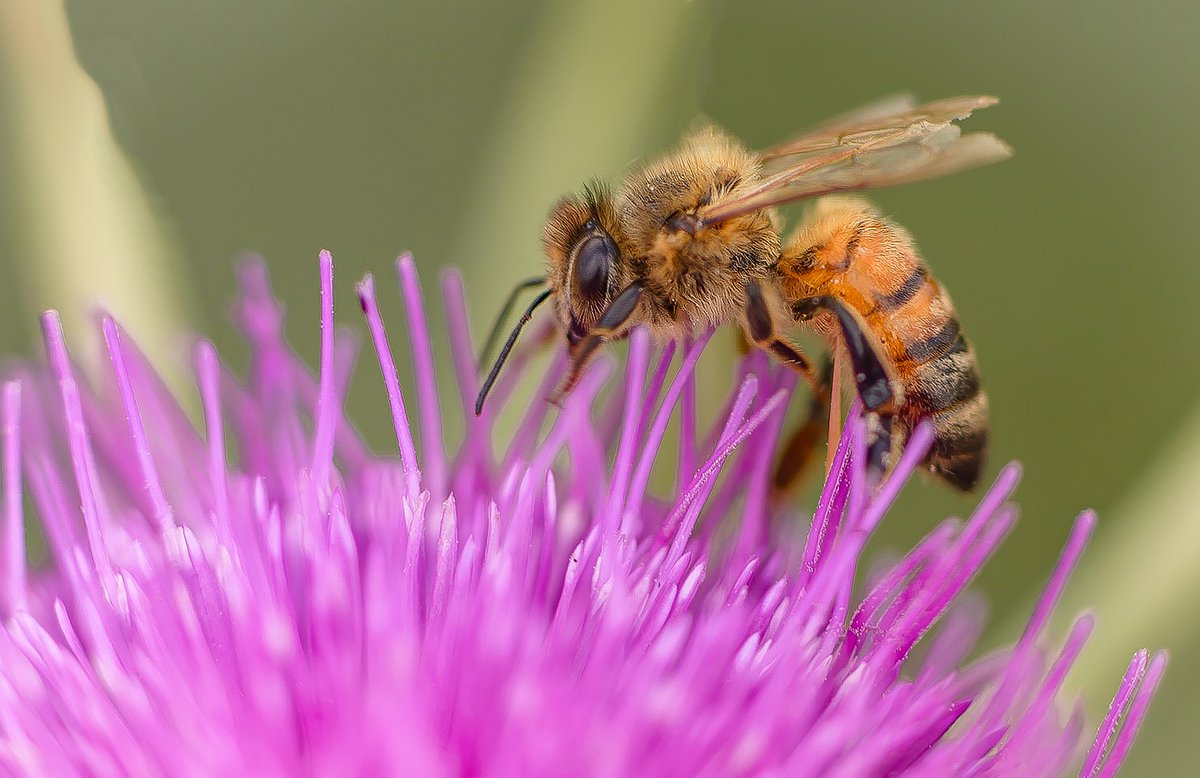 Oorzaken waardoor bijenkolonies vroegtijdig sterven is een tekort aan stuifmeel en nectar. Bijen dienen al vanaf februari voldoende voedsel te vinden. Bepaalde soorten bloembollen bloeien al vanaf februari en zijn ook goede stuifmeelleveranciers.