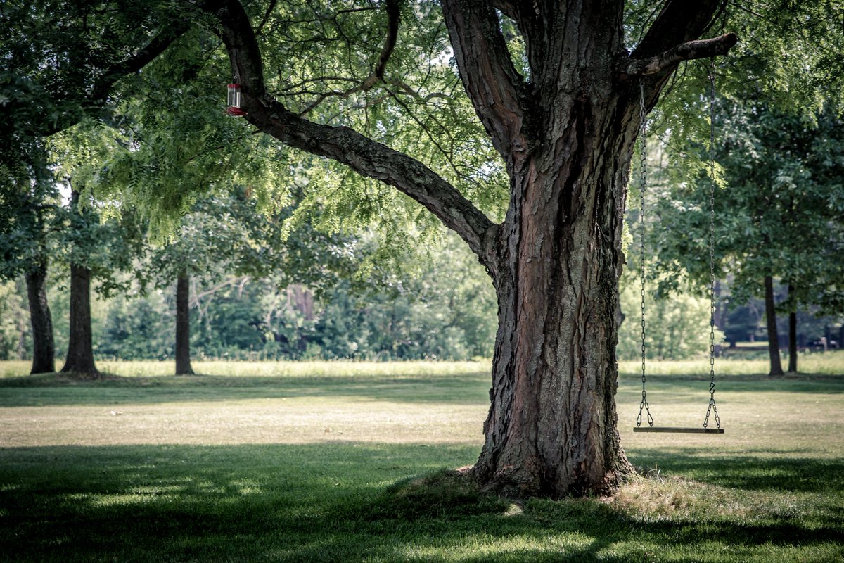 Bladeren nemen CO2 op uit de lucht en zetten dit om in zuurstof. Des te meer bladeren er aan een boom zitten, des te meer CO2 ze kunnen opnemen. Oude bomen met veel bladeren zijn hier dus nog beter in dan jongere bomen. Bladeren zijn er in allerlei vormen en maten.