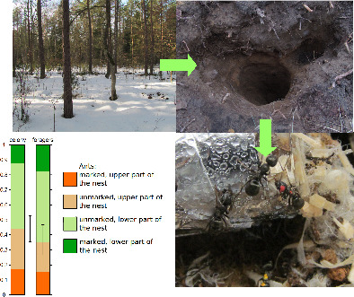 Ecol_Ent's tweet photo. Functional spatial distribution and sociometric characteristics of Formica fusca ants during winter dormancy #antresearch #Hymenoptera #sociometry #insectecology https://t.co/cF2cBiPqM7 https://t.co/QUdZIqTOr4