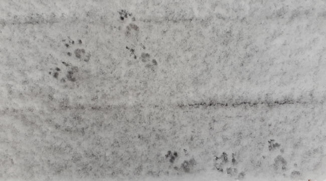 HighParkNC's tweet photo. It’s time for another #TuesdayToDo! 🐾
.
This week, your #TuesdayToDo task is all about tracking! Focus each day this week on noticing different animal tracks. You can look for footprints, animal homes, food clues, body parts, scat, and even listen for sounds! https://t.co/cLVQTptYjH