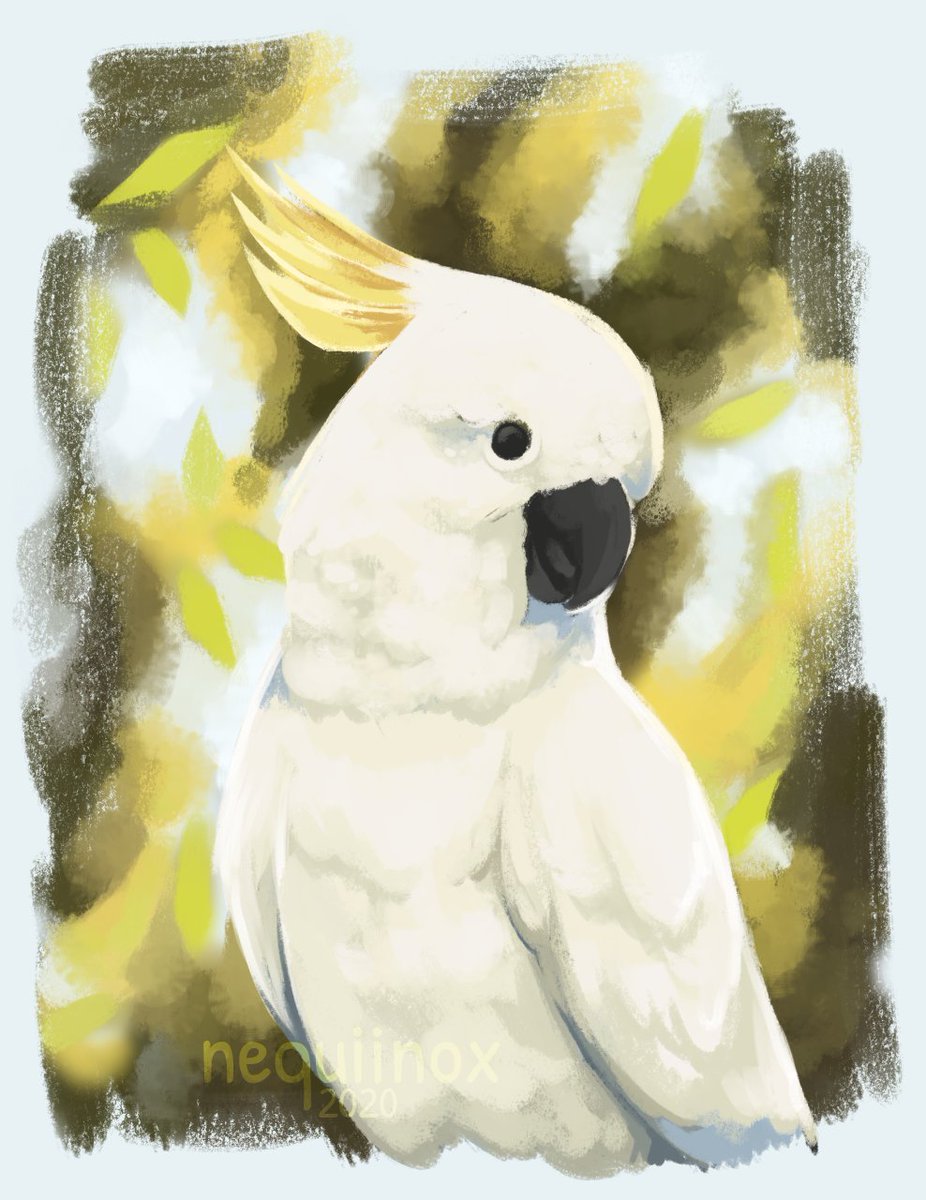 I went off brand a little bit with this, but have a rough painting of a cockatoo!! I adore these loud boys sm so I wanted to paint one before I went to bed!

#digitalart #AnimalArtists
