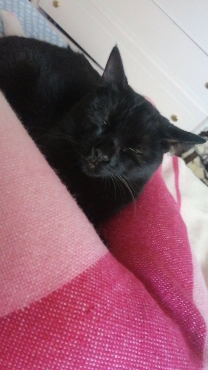 TierraSirena's tweet photo. #reyna preciosa gatita hace 3 años rescatada por mi de un barranco ella y sus 2 hermanos 1 ya dado en adopción y me quedo ella y su hermano conmigo no conseguí adoptantes.
Los amo 💜💙 #blackcat #worldcat #lovecatlack #magicblackcat
🐈🐈🌄🌄
👇🏻 https://t.co/wviA2Ca4fW