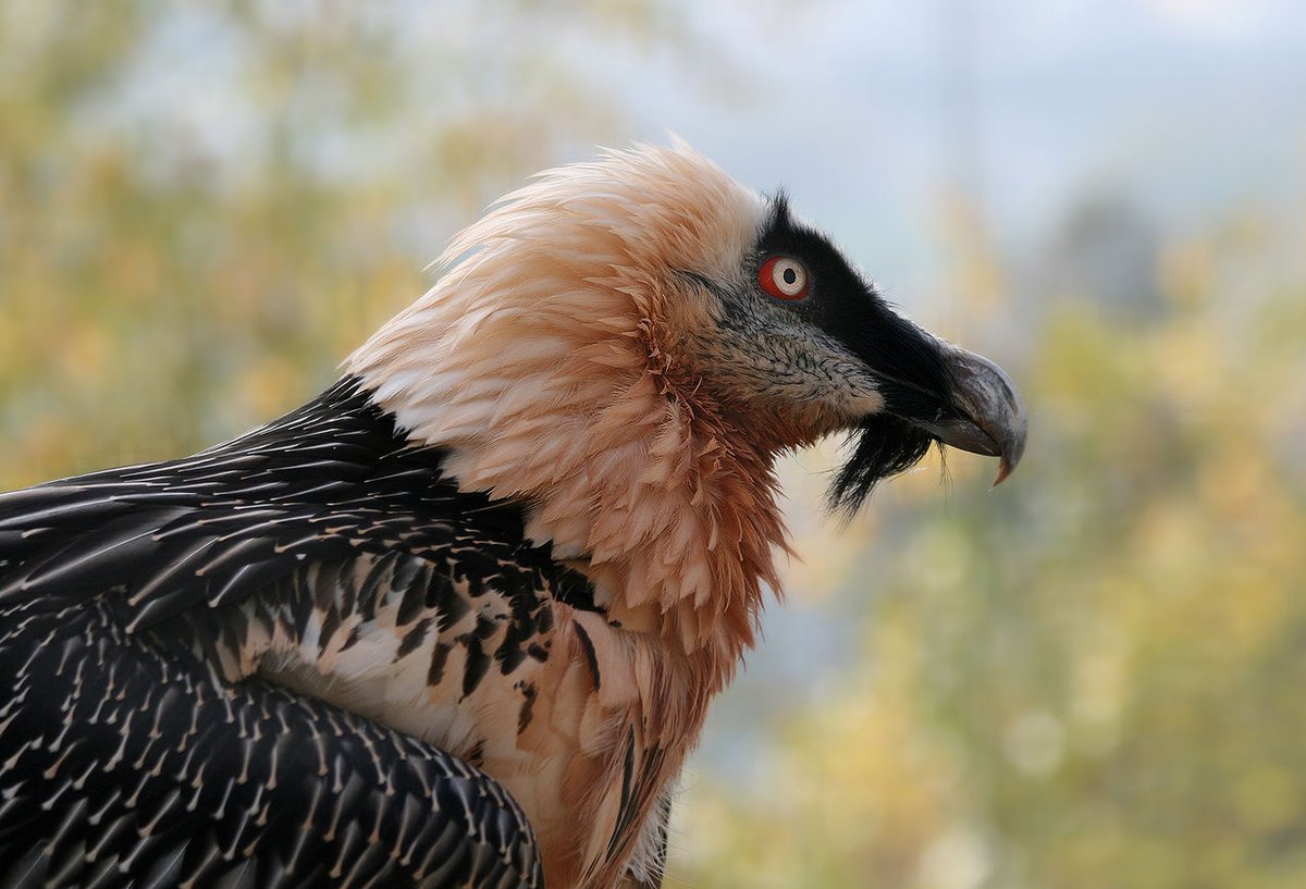 Bearded vulture. Would be a more impressive beard on a less interesting bird, but that mane steals the show. This "beard" is more of a soul patch, really. 4/10: Richard Bartz, wikipedia