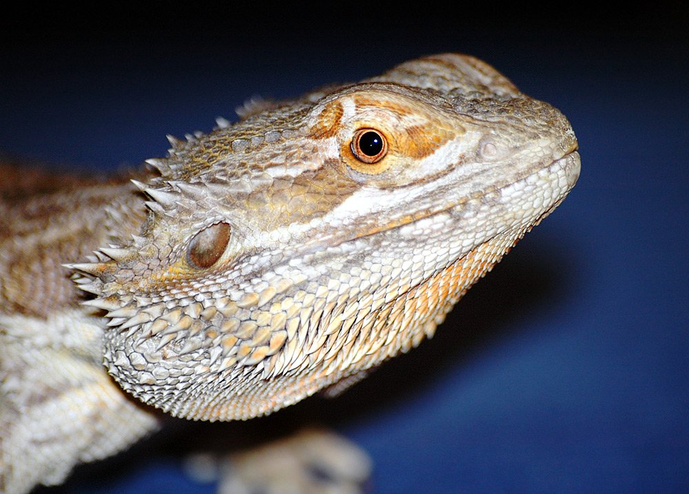 Bearded dragon, named for its spiky "beard." It can puff its beard up to look intimidating when stressed, but when it's not puffed up, you might as well call it the stubbled dragon. 3/10: André Karwath & Obolton, wikipedia
