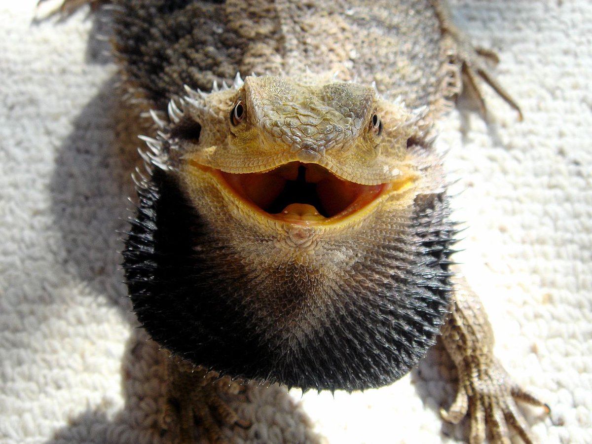 Bearded dragon, named for its spiky "beard." It can puff its beard up to look intimidating when stressed, but when it's not puffed up, you might as well call it the stubbled dragon. 3/10: André Karwath & Obolton, wikipedia