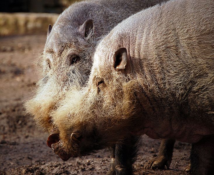 Bornean bearded pig. The volume is admirable and the placement is aesthetically adventurous, but it could benefit from a little styling. 7/10.: Art G., wikipedia