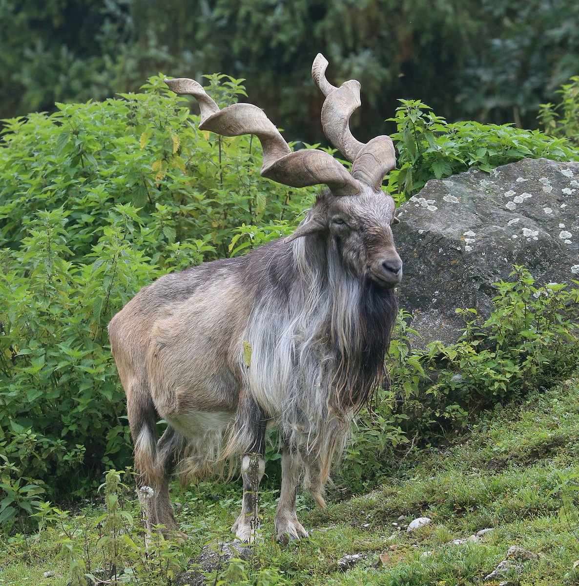 Markhor. Now we're talking. Goats are known to have great beards and this is a great representative. Looks like a shampoo commercial. 9/10.: Rufus46, wikipedia