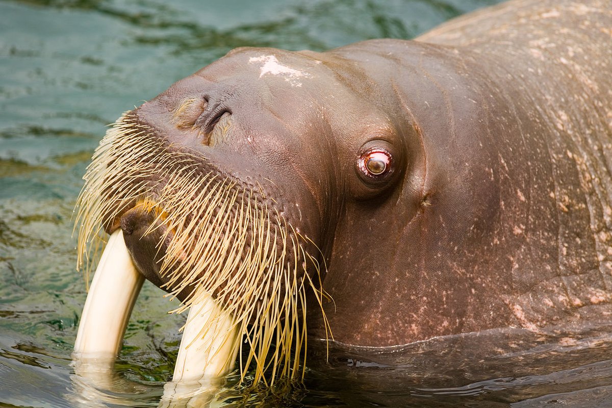 Walrus. They're known for their whiskers, which are actually called vibrissae (they have their own blood and nerves, making them sensitive unlike hair). Anyway, decent mustache. Often imitated, never duplicated. 8/10: Megapixie, wikipedia