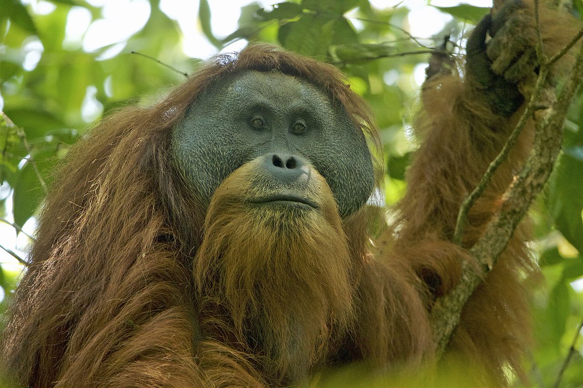 Orangutan. A beautiful, fiery red beard/mustache combo. This is a triumph of facial hair. 10/10: Tim Laman, wikipedia