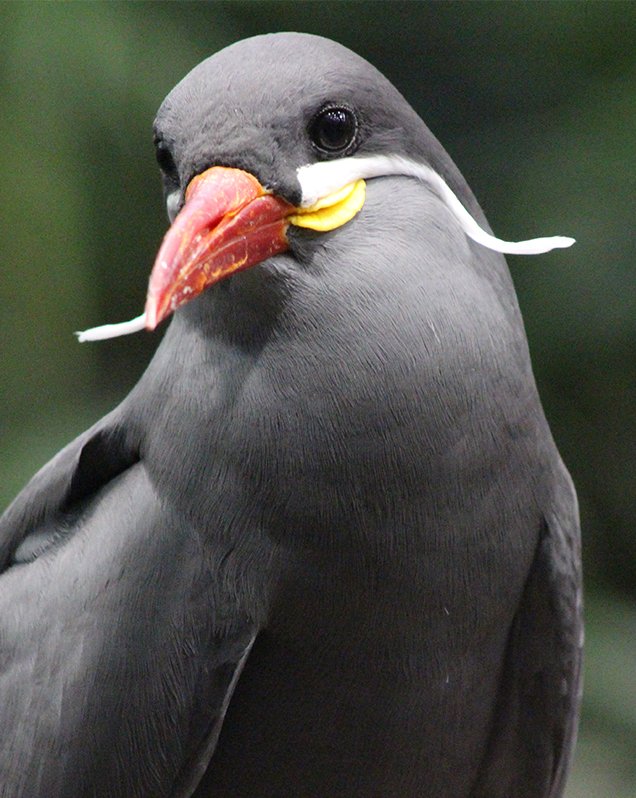 Inca tern. Stop what you're doing and give this mustache your undivided attention. Absolutely spectacular. The length of the mustache signals longevity and vitality to potential mates, so it just keeps getting better with age. 10/10: Lincoln Park Zoo