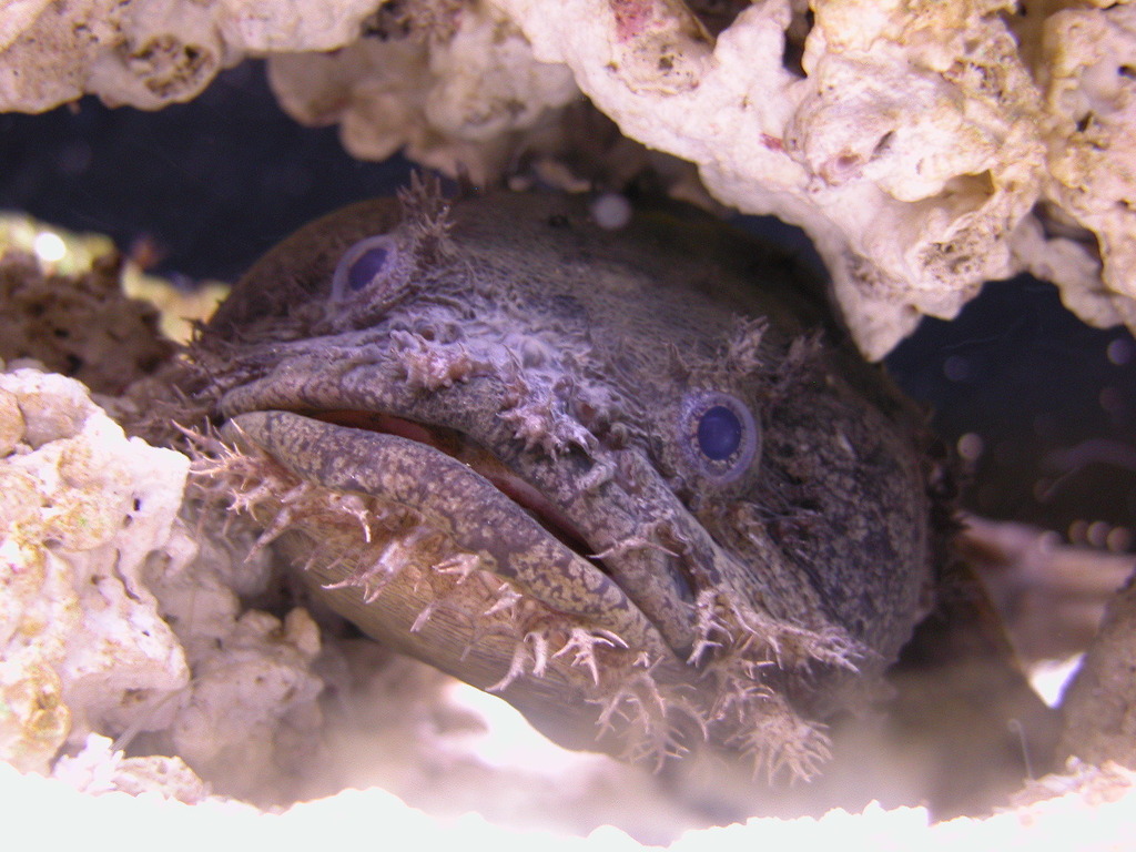 Oyster toadfish. I honestly didn't think I'd find good examples of fish beards but here we have a solid attempt. While not made of hair, these "fluffy" barbels help the fish feel for prey on the sea floor, so I'll allow it. 6/10: Paul Huber, iNaturalist