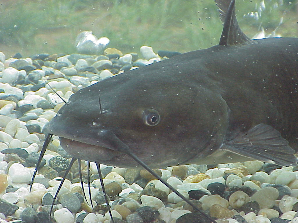 Catfish. There's a common misconception that the "whiskers" will sting you, but the sting is actually delivered by sharp spines in their fins. The mustache/beard combo, made of sensory barbels, is a pretty iconic look. 7/10: public domain, wikipedia