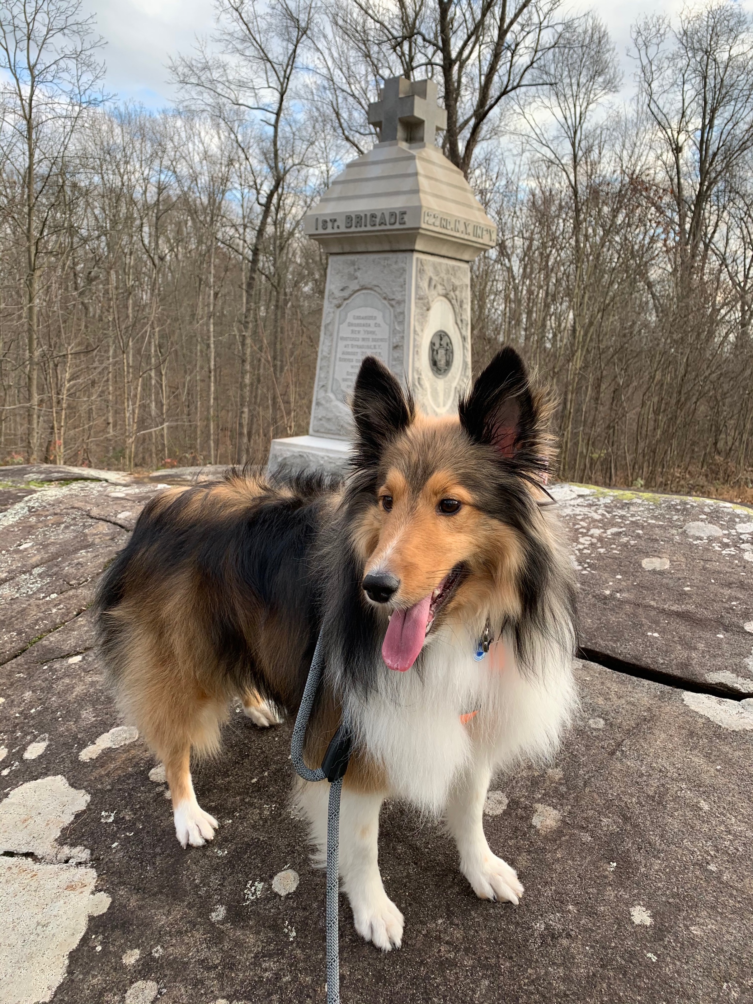 Dr Jen Murray On Twitter This Is My Dog Ringo He S A Tv Watcher He Hates Or Loves The Farmers Insurance Commercial And The Rocket Mortgage Commercial Barking Tail Up Grumbling Anyone