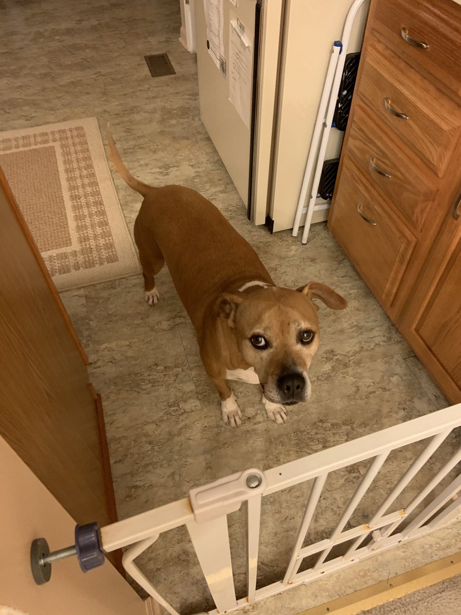 MonicaFPhD's tweet photo. Welp someone is upset they can’t attend the #ACNP2020 poster session & disrupt it with his squeaky toy 😆 #petsofACNP https://t.co/s4FCfD4faC