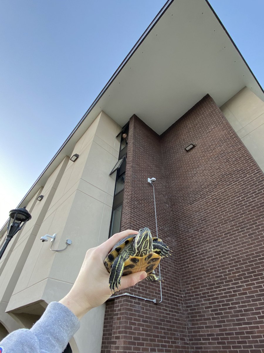 julia__aaa's tweet photo. Anyways I just like to dump pictures here so ✨turtle appreciation post✨ https://t.co/6NSC1JydFe