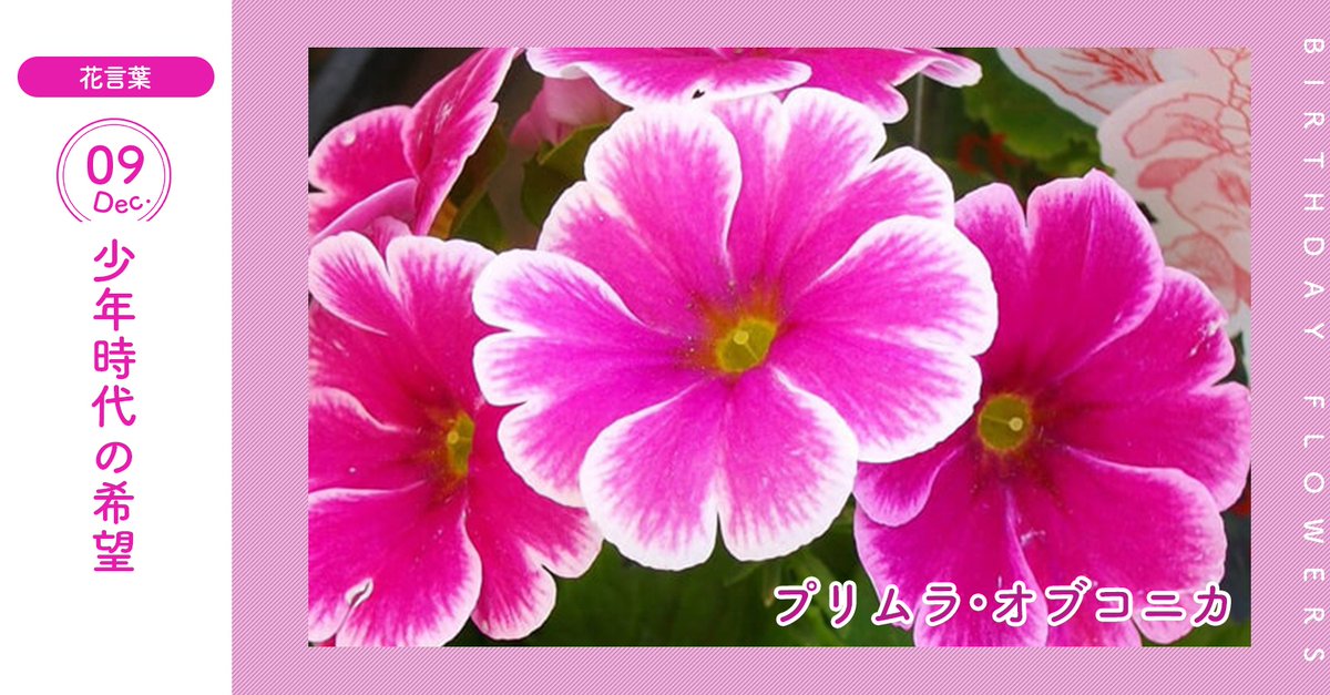花キューピット I879 Com 公式 山下智久さんが届けます 母の日特別お届けキャンペーン 12月9日の誕生花 プリムラ オブコニカ お誕生日おめでとう 花言葉 は 少年時代の希望 大きめのソフトな色合いの花を咲かせます あなたはこんな人