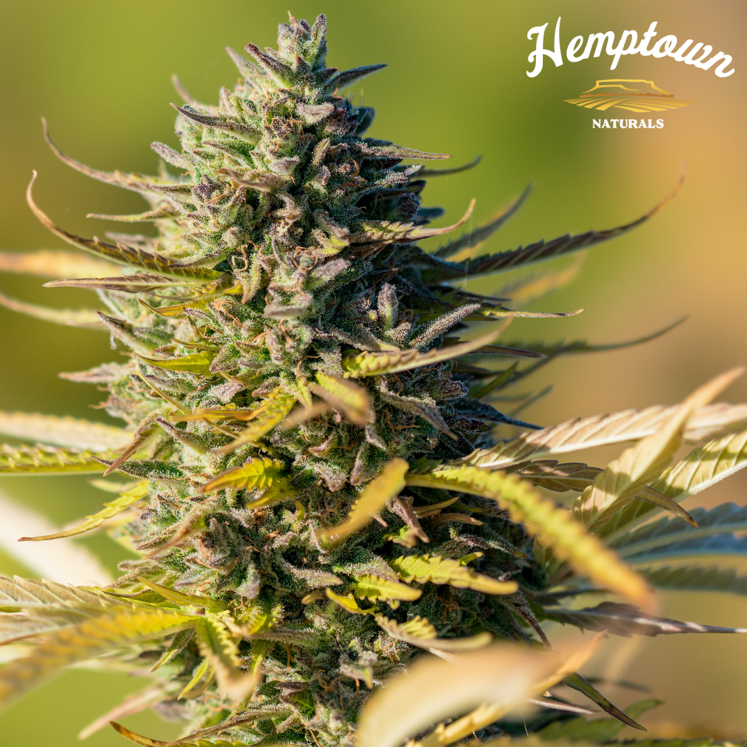 Hemptown Naturals tweet media