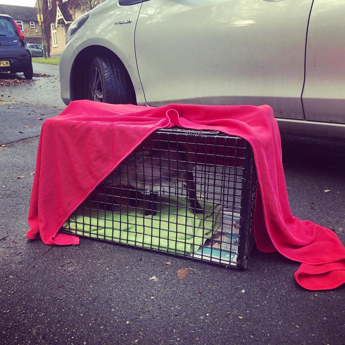 Day_Dreamer73's tweet photo. So this morning we caught out poorly fox. She’s been taken to #thefoxproject where she will be treated and looked after for a while. #foxes #wildlife #sanctuary https://t.co/Cm37TIoegb