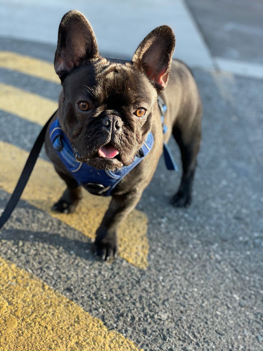 Our TG Tuesday goes to one of our most beloved “bros”, Uzi.As a man of culture he knows how to make someone smile without fail.Uzi loves to catch tennis balls and is a pro skateboarder on his free time.Uzi wishes everyone the best of luck on their finals!