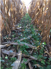 fieldcrops_org's tweet image. Interested in cover crop interseeding? A team of researchers from Penn State and Cornell are launching a new project to better understand the challenges which prevent the adoption of #covercrop #interseeding in field corn. blogs.cornell.edu/whatscroppingu…
